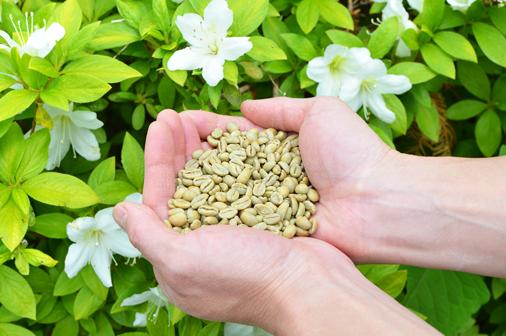自然茶寮 廻_農薬や化学肥料をできるかぎり使用していないコーヒー豆であること